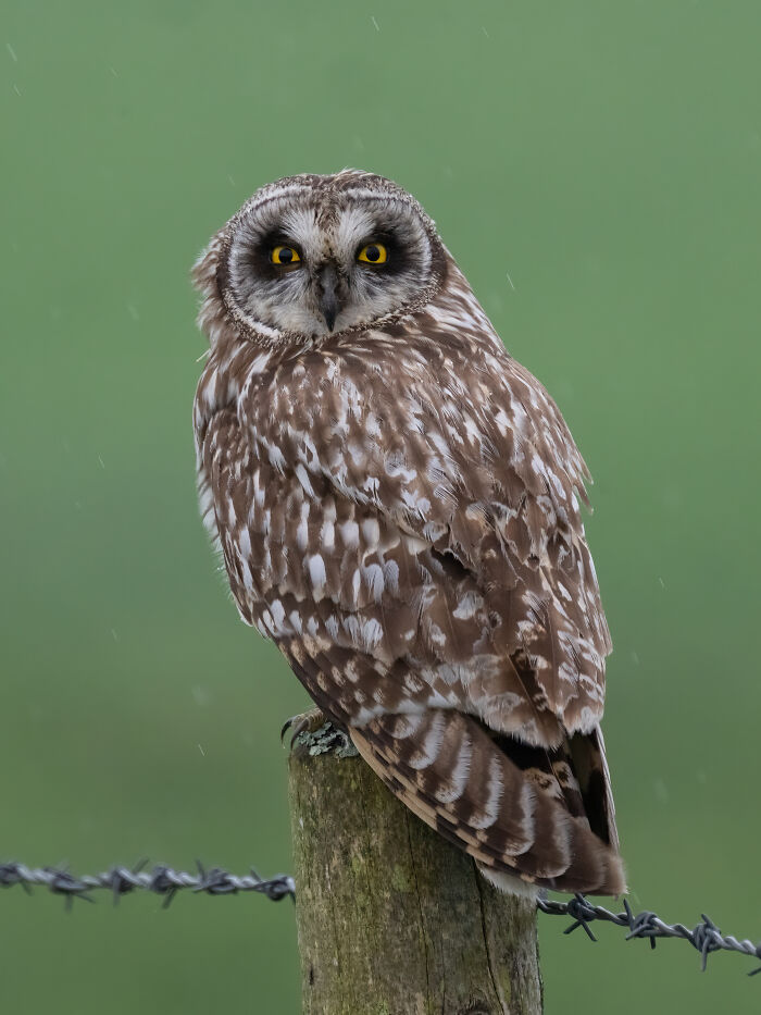 Owl perched on a post with a green background, showcasing bird photography excellence in the 2024 competition.