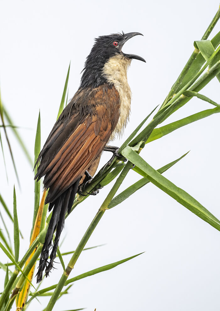 Bird Photographer of the Year 2024 winner: bird perched on green reeds, showcasing sharp plumage detail and vibrant eye.