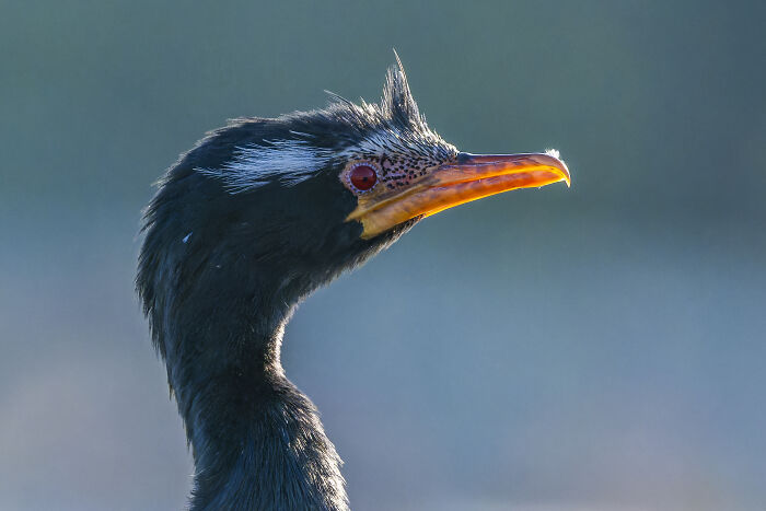 Close-up of a bird with a striking orange beak, a winning shot from the Bird Photographer of the Year 2024 competition.