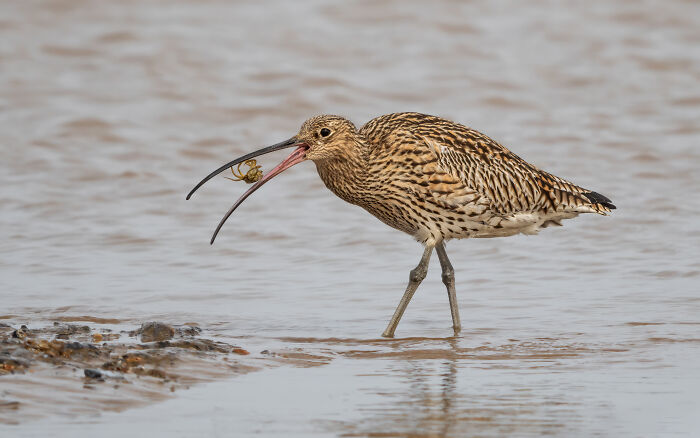 Curlew bird with insect in its beak, standing in water; winner in Bird Photographer of the Year 2024 competition.