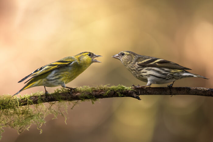 Two birds perched on a branch, showcasing nature's beauty in the SINWP Bird Photographer of the Year 2024 competition.
