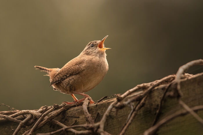 A small bird perched on a vine-covered branch, captured by a winner of the SINWP Bird Photographer competition.