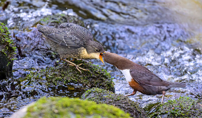 Bird Photographer of the Year 2024: Adult bird feeding its chick beside a stream in a mossy area.