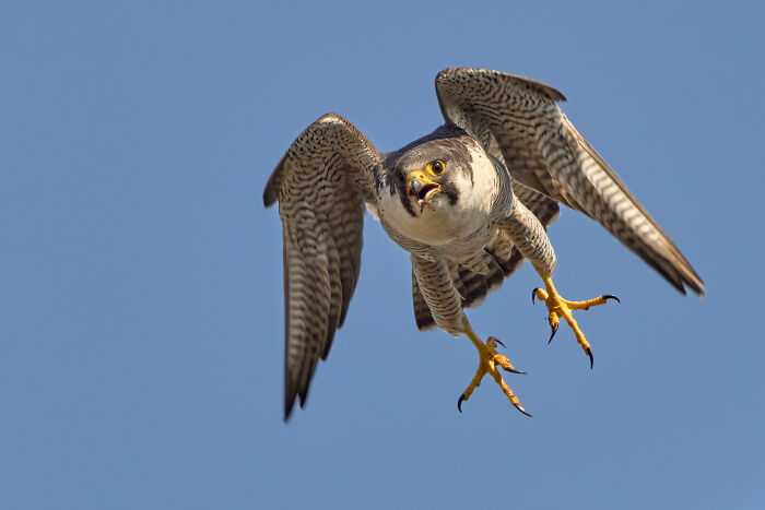 Peregrine falcon in flight, a winning shot from the Bird Photographer Of The Year 2024 competition, against a clear sky.