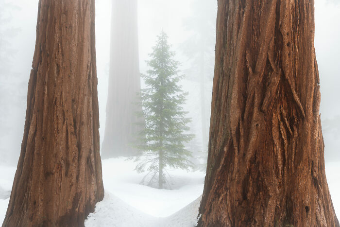 Close-up photography winner 2024: a small tree framed by two large trunks in a snowy, misty forest.