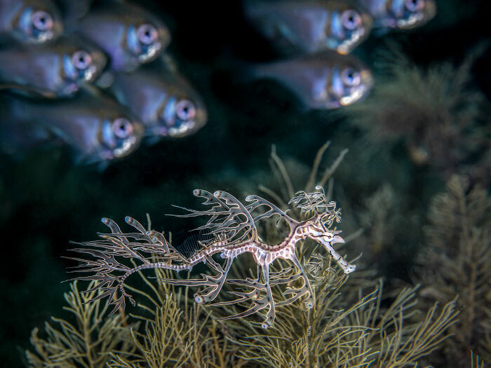 Close-up photo of a leafy sea dragon swimming among seagrass, with a school of fish in the background.
