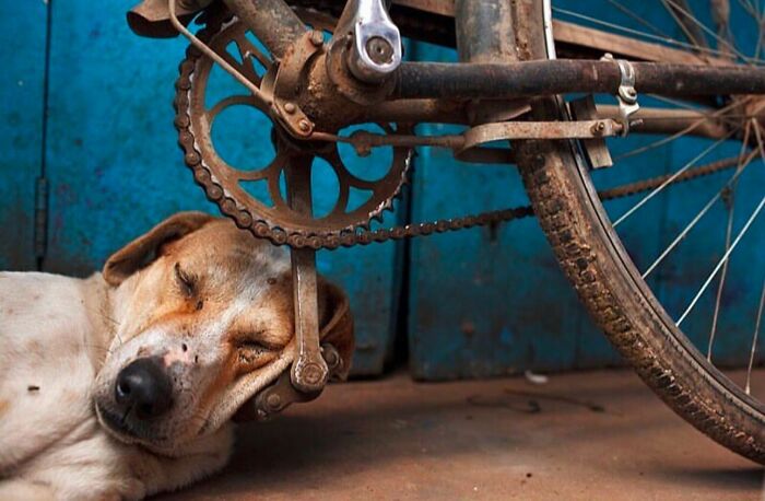 Dog sleeping under a rusty bicycle crank in a street setting, captured by a street photographer.