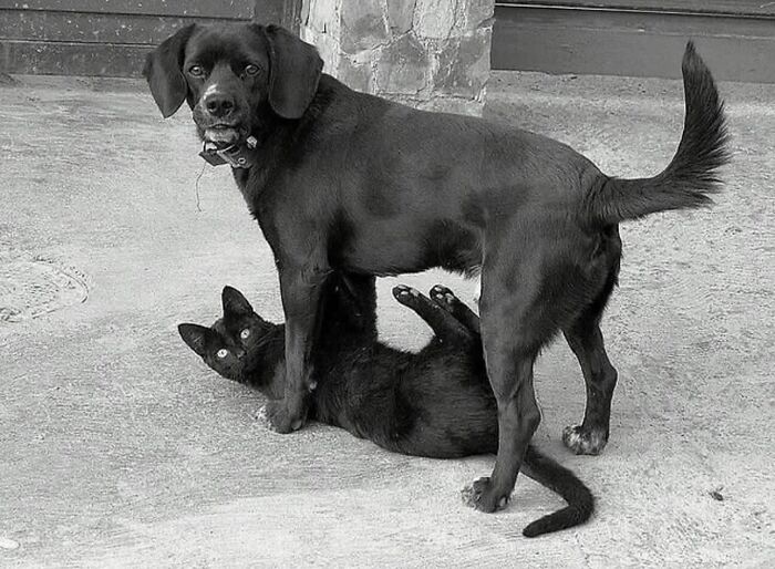Dog-themed street photo of a black dog standing over a playful black cat on the pavement.