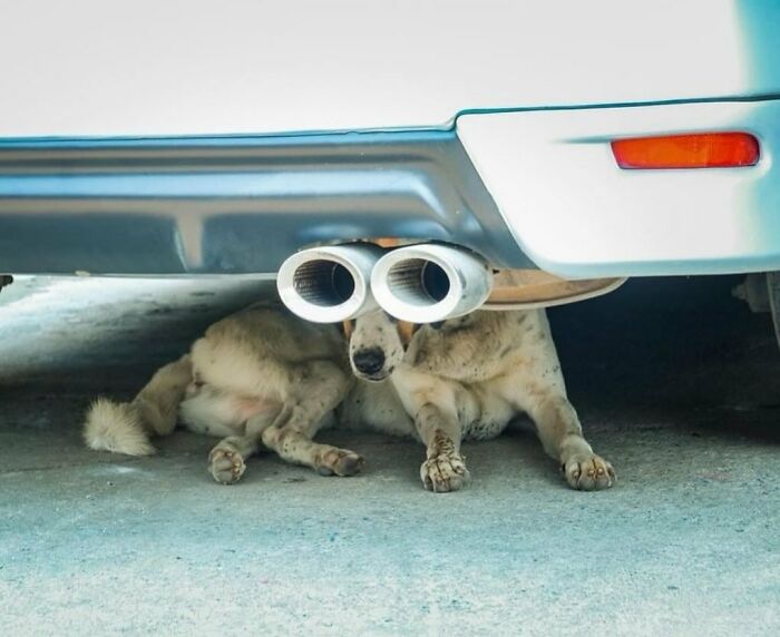 Dog-themed street photo: A dog lies under a car, with exhaust pipes resembling its eyes, creating a humorous effect.