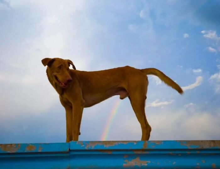 Dog-themed street photo of a brown dog standing on a blue ledge with a rainbow in the sky.