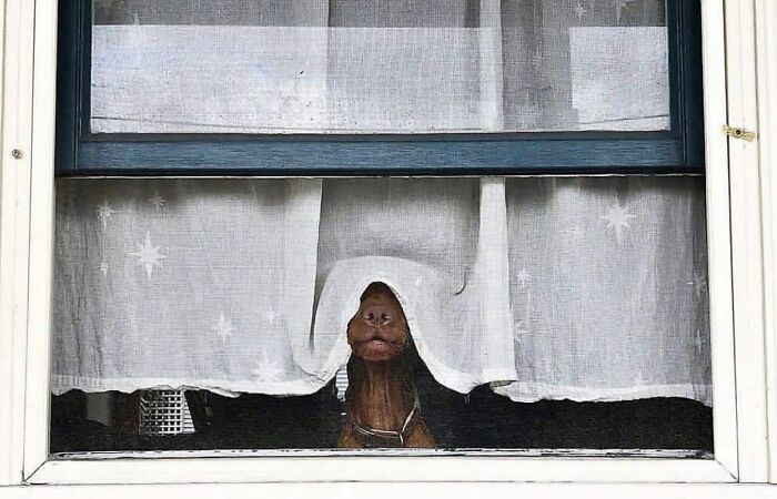 A dog peeks through a curtain in the street, creating a charming urban scene captured by street photographers.
