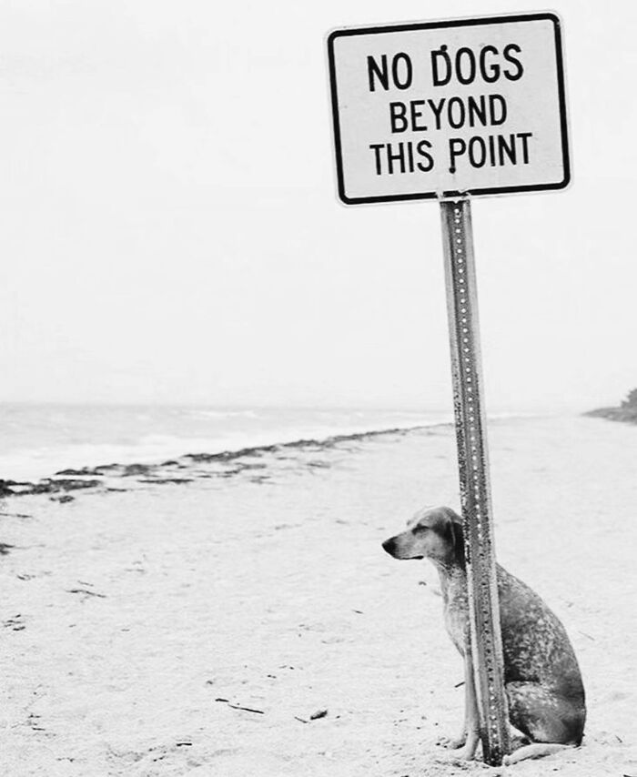 Dog sitting by a "No Dogs Beyond This Point" sign on a beach, capturing a humorous street photography moment.