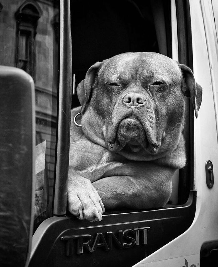 Dog sitting in a truck window, captured in a street photo by the Street Photographers Foundation.