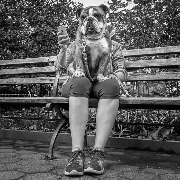 Dog-themed street photo: Bulldog sitting on a park bench with a person holding a smartphone, creating a humorous scene.