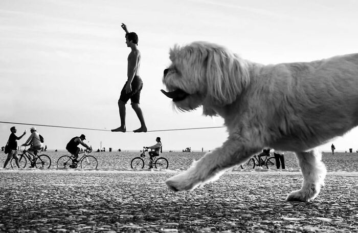 Dog-themed street photo with a large dog in the foreground and a person balancing on a tightrope in the background.