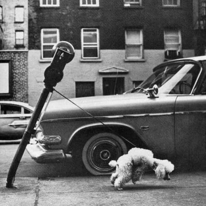 Dog-themed street photo of a poodle tied to a parking meter next to a classic car on a city street.