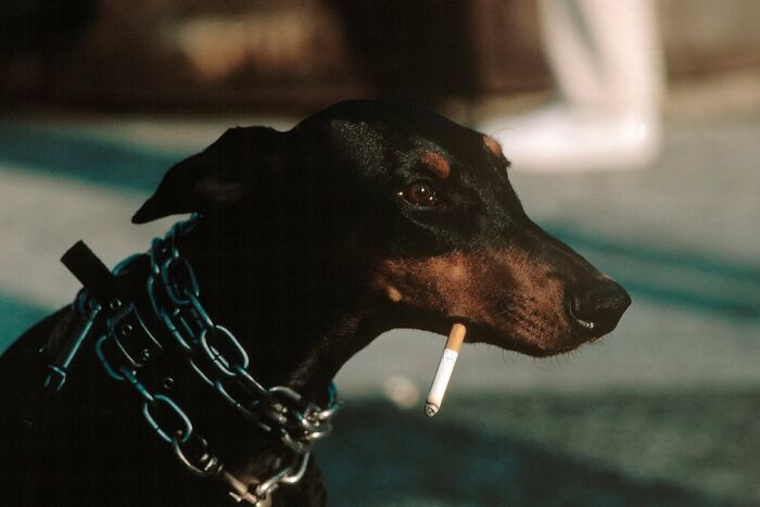 Dog-themed street photo of a Doberman with a cigarette in its mouth, wearing a metal chain collar.