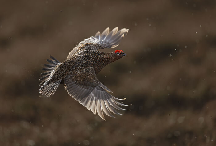 Bird in flight captured by the SINWP Bird Photographer of the Year 2024 winner.