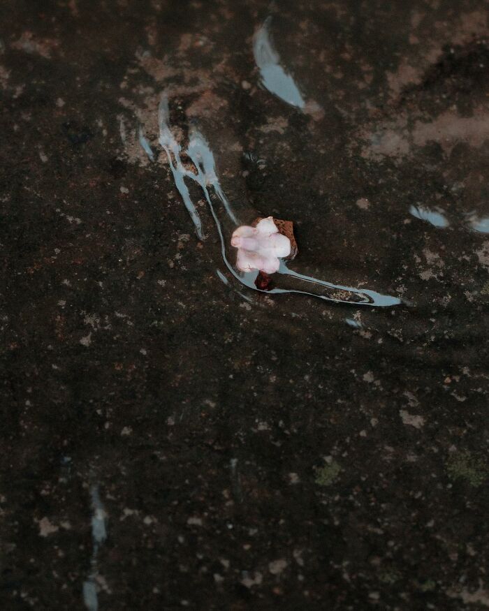 Through The Lens Of Alina Trifan: Turning The Ordinary Into Dreamscapes