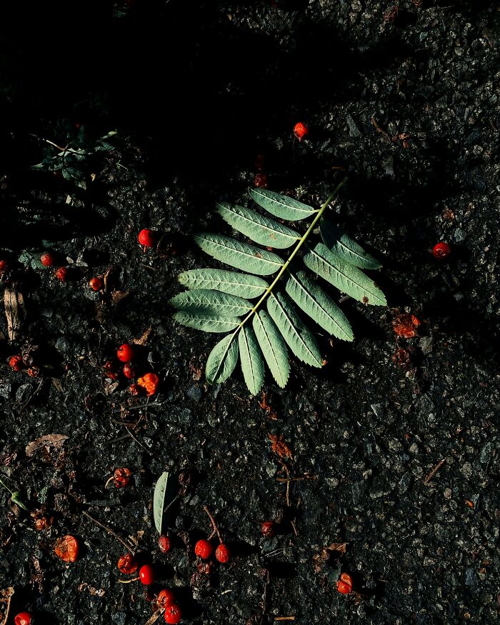 Through The Lens Of Alina Trifan: Turning The Ordinary Into Dreamscapes