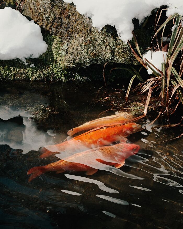 Through The Lens Of Alina Trifan: Turning The Ordinary Into Dreamscapes