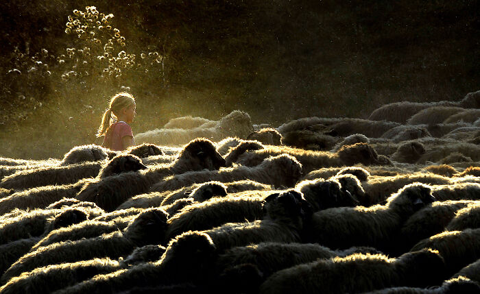 A young girl stands amid a flock of sheep, with sunlight highlighting the resilience and beauty of everyday life.
