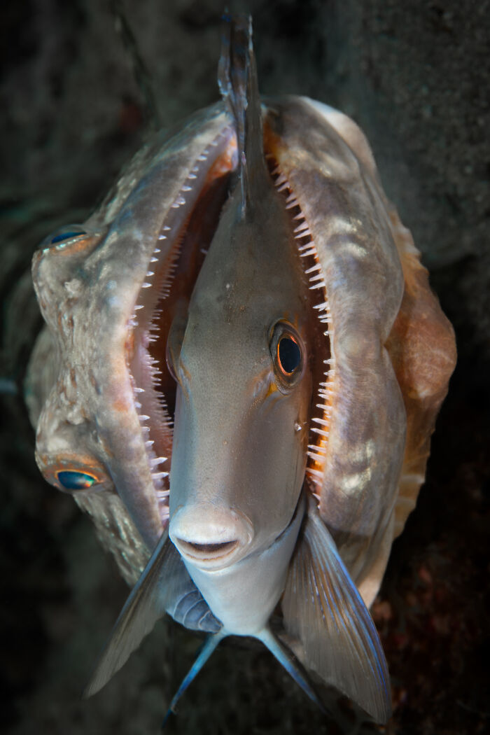 Close-up of a fish inside a shell, highlighting intricate details, from the 2024 Close-Up Photographer of the Year awards.