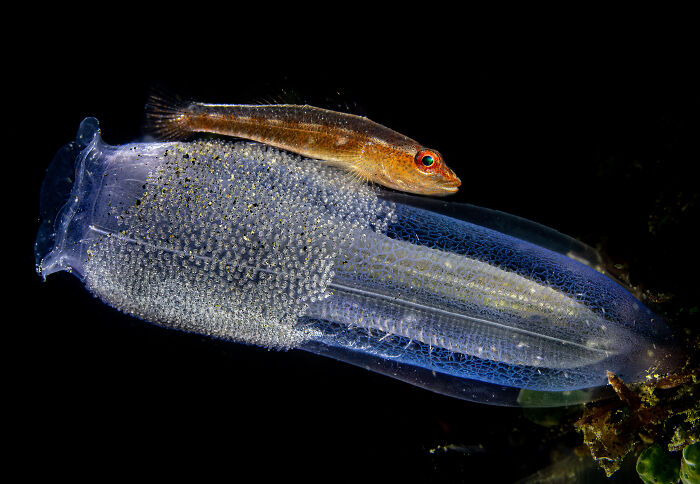 Close-up of a small fish resting on a translucent marine organism, highlighting the beauty of underwater photography.