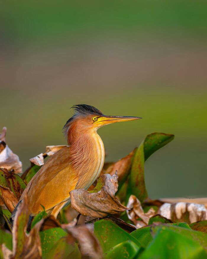 Close-up photo of a heron in vibrant plumage among leaves, showcasing wildlife photography.