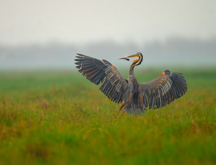Close-up photo of a heron with wings spread wide in a grassy field.
