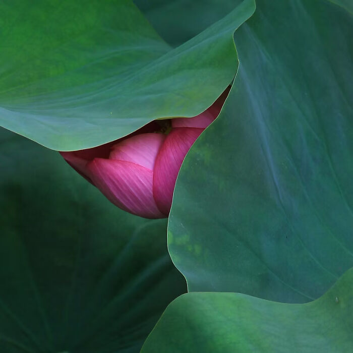 A pink lotus bud partially hidden by large green leaves, showcasing artistry and creativity.