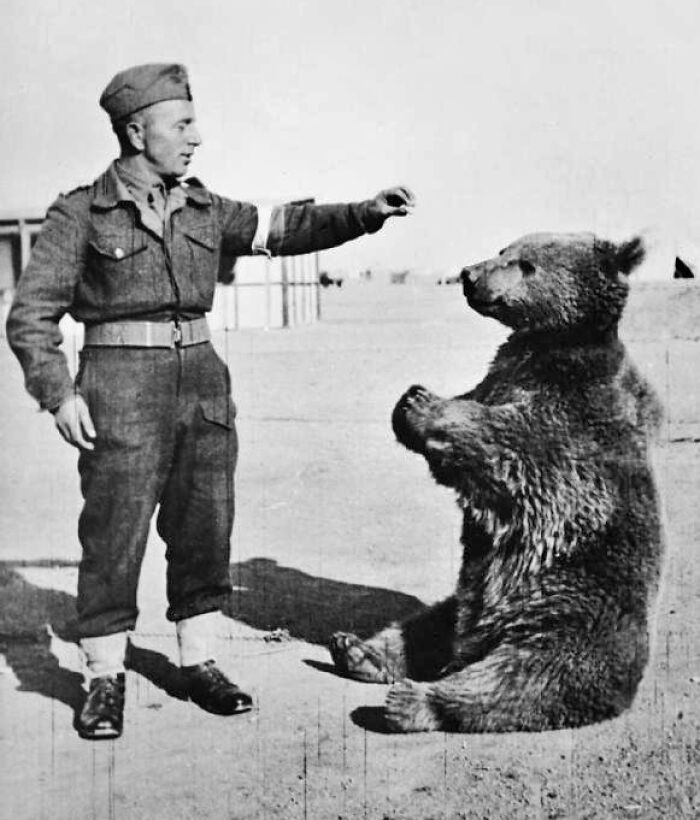 Soldier interacting with a bear on hind legs, representing overlooked historical events.