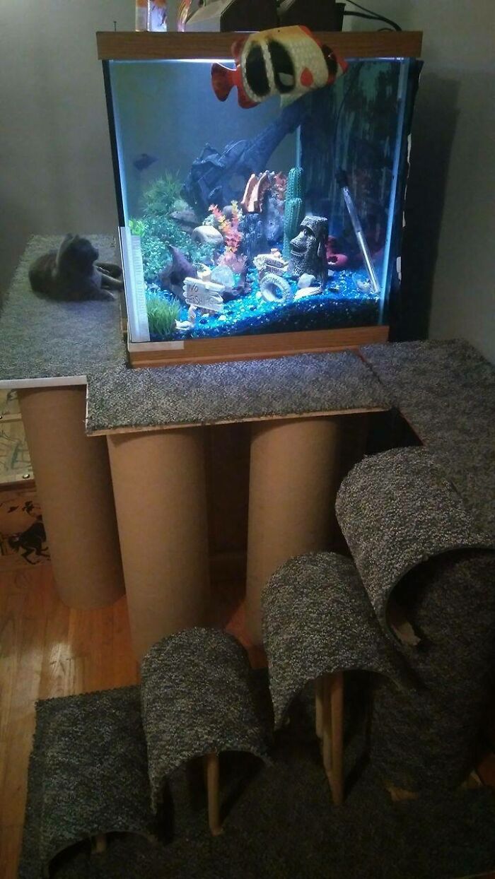 Cat lounging near an elaborate aquarium setup for spoiled pets.