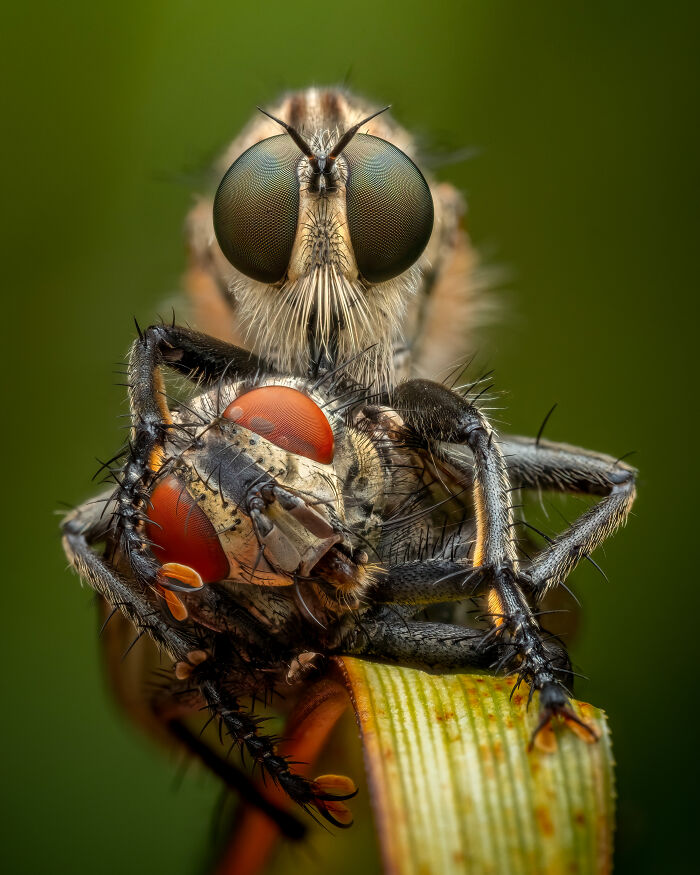 Close-up image of a robber fly holding prey, highlighting details from the 2024 Close-Up Photographer winner.