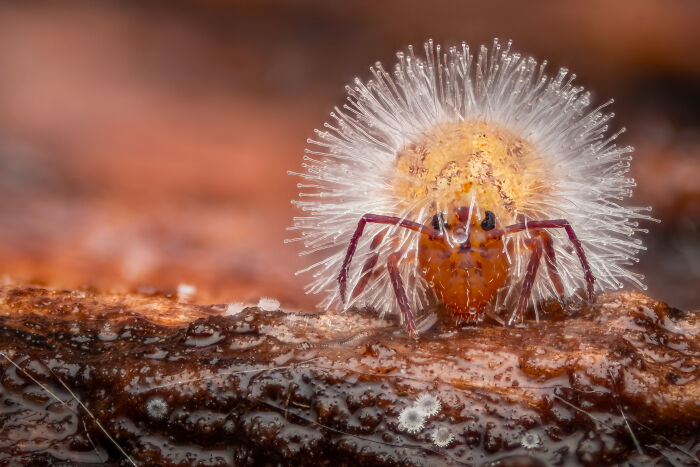 Close-up of a fluffy, spiny insect on a branch, highlighting details from the 2024 Close-Up Photographer Awards.