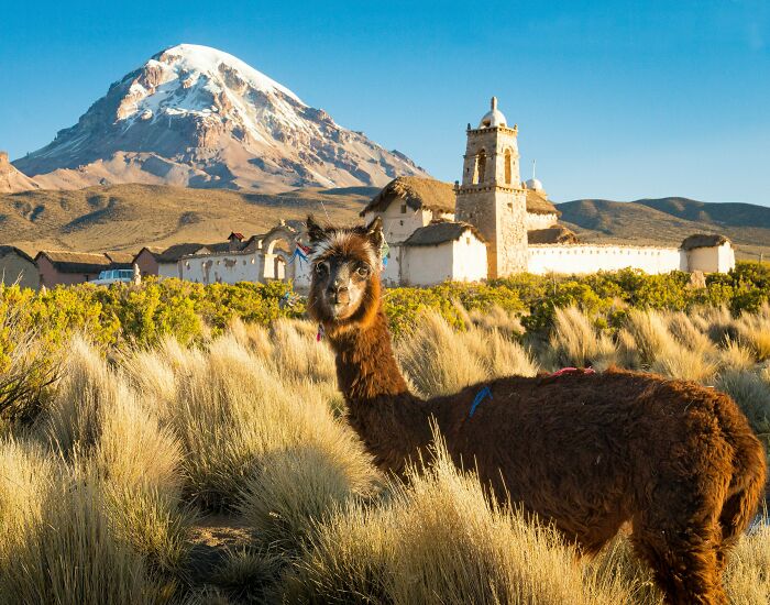 Llama grazing in front of a historic church with a mountain backdrop, capturing a scenic view of the worst country ever visited.