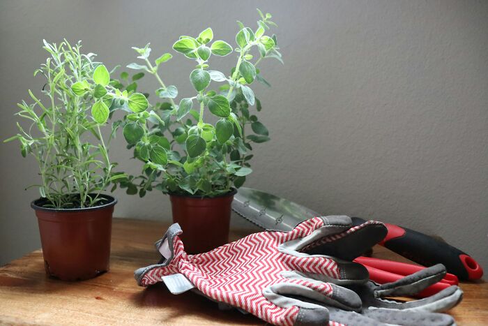 Gardening tools with two potted plants on a table.