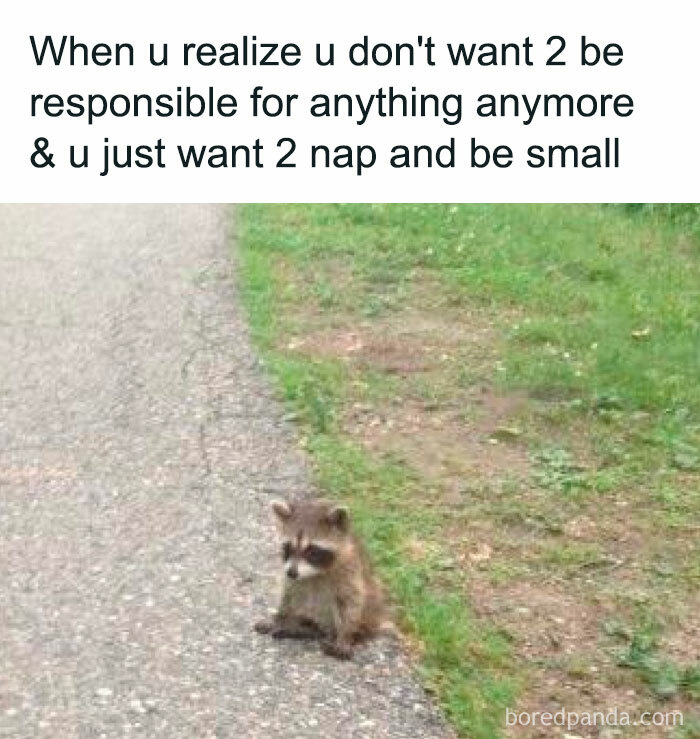 Cute raccoon sitting on road, representing a funny Animal Antics meme about wanting to nap and be small.