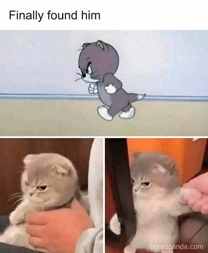 Cat looking grumpy in a meme, resembling a cartoon character, relating to funny Animal Antics.