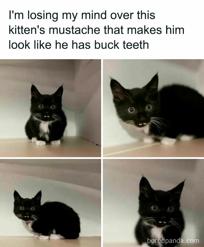 Cute black and white kitten with a mustache creating a buck teeth illusion, from 'Animal Antics' memes.