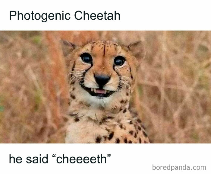 Photogenic cheetah smiling in a field, displaying a humorous expression from the Animal Antics meme collection.