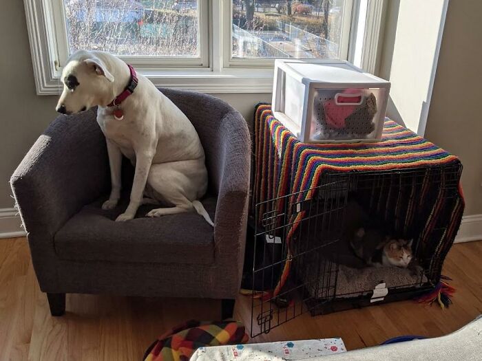 Dog sitting on a chair beside a cage with a cat, highlighting stolen dog beds scenario.