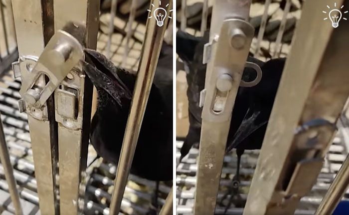 Crows cleverly manipulating locks inside a cage, showcasing smart and unusual problem-solving skills.