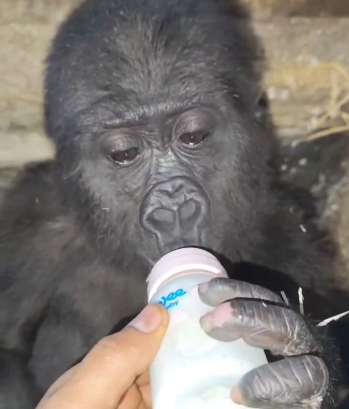 Baby gorilla drinking from a bottle after being rescued at Istanbul Airport in Turkey.