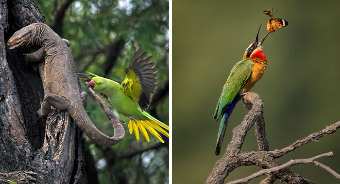 The Top 30 Photos From The SINWP Bird Photographer Of The Year 2024