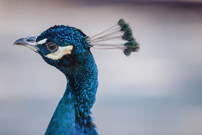 Close-up of a peacock with vibrant blue feathers, showcasing its profile.
