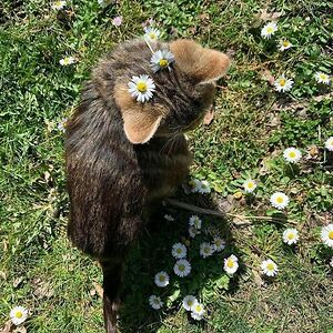 delaneycarrillo avatar