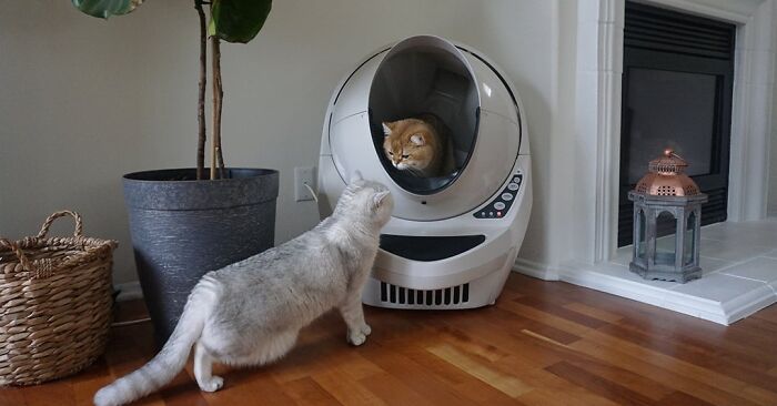 Cats exploring an automatic litter box at home, a product that improved their owners' lives.