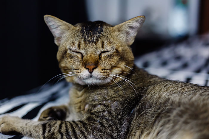 Tabby cat resting on a patterned blanket, eyes closed, relaxed setting. Tabby cat resting on a patterned blanket, eyes closed, relaxed setting.