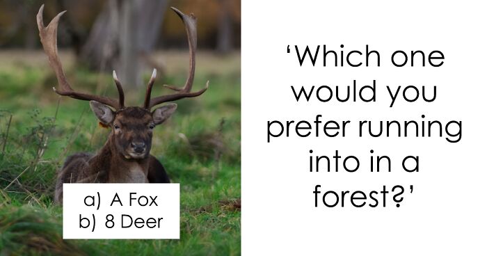 Pick Your Poison: Vote On The Wild Animal You’d Rather Come Across In A Forest